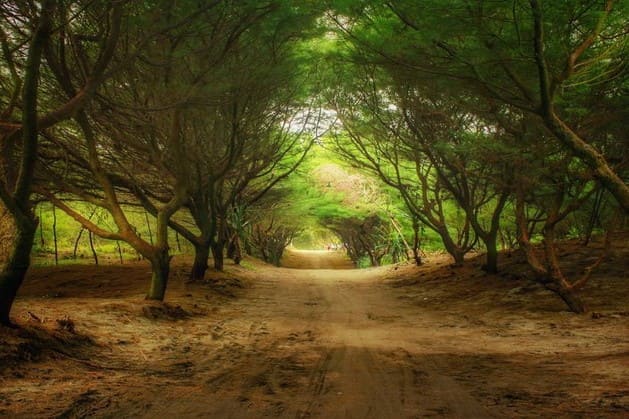 Cemara Sewu Beach Jogja