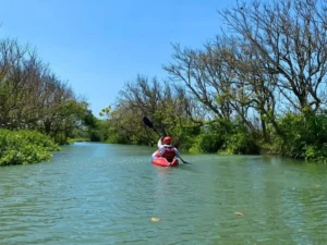 Kano Mangroves Baros