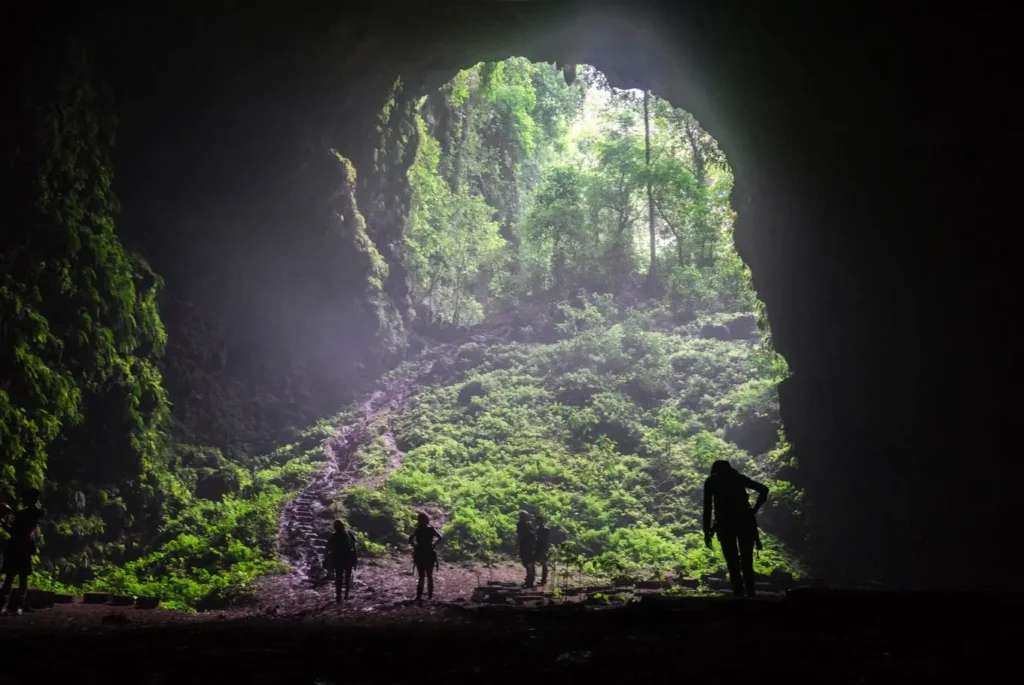Underground vegetation inside Jomblang Cave, Yogyakarta