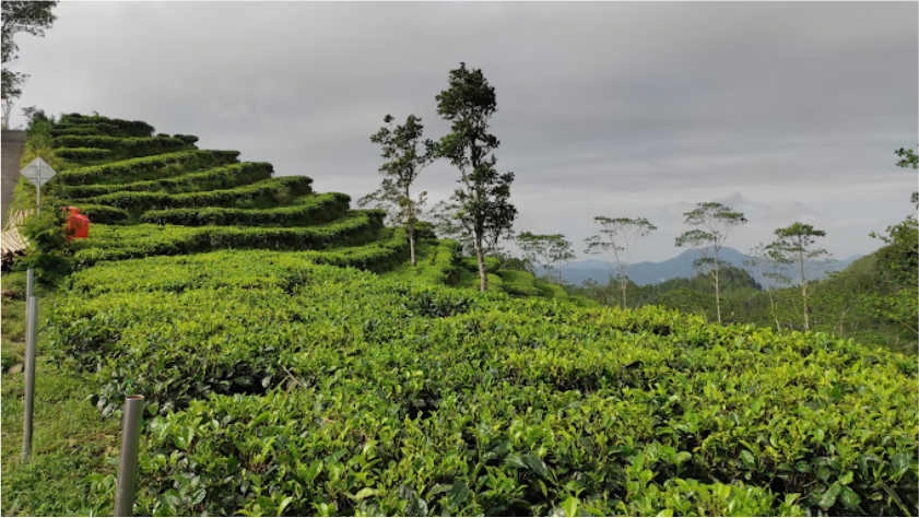 A view of Nglinggo Tea Plantation Menoreh Hills