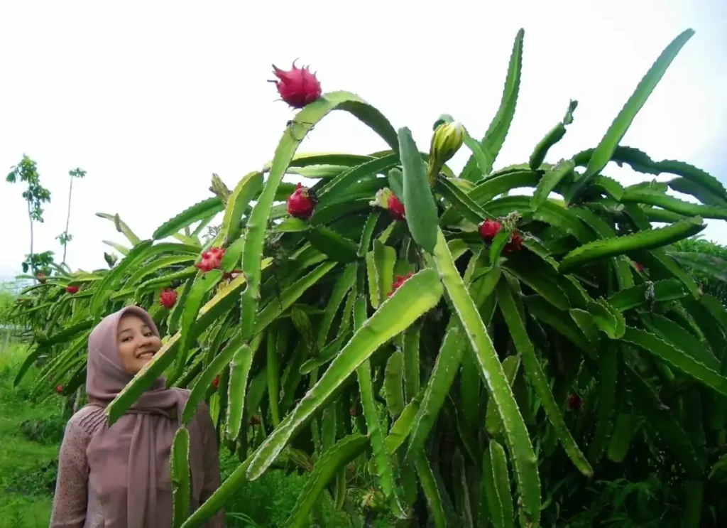 Glagah Beach dragon fruit garden