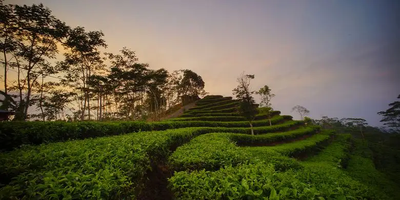 Kulonprogo nature Nglinggo Tea Plantation
