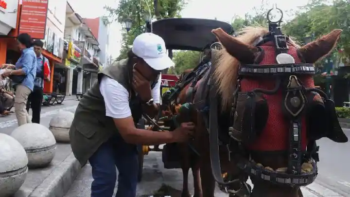 Checking horse health