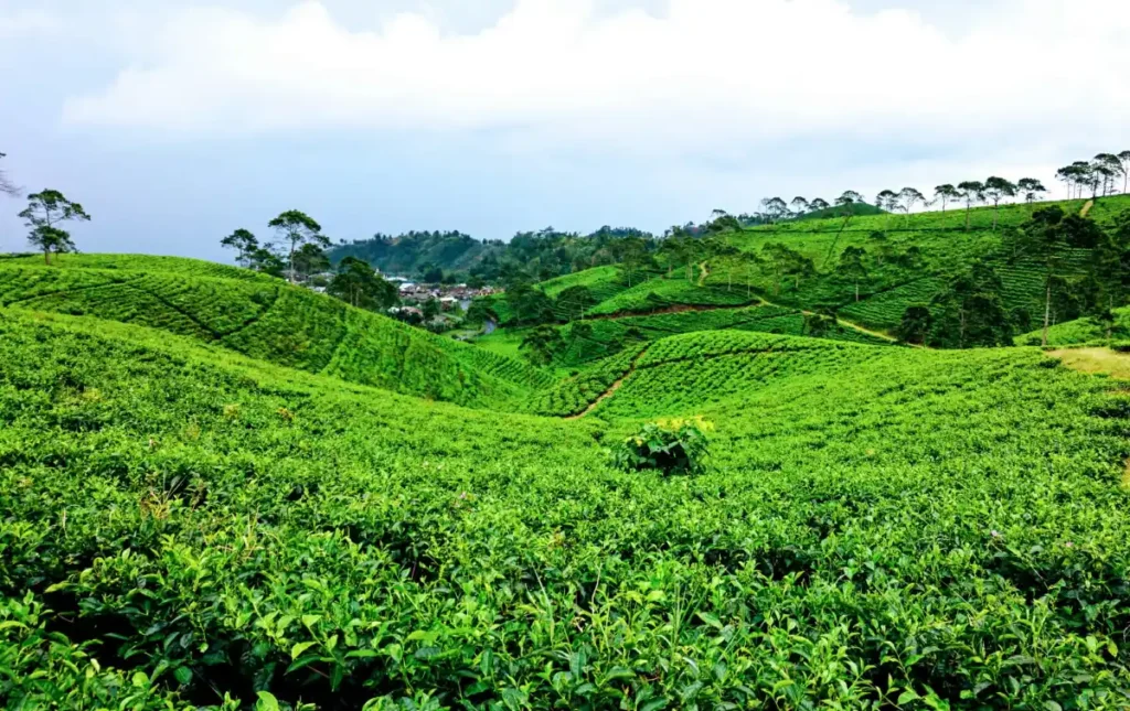 Kemuning Tea Plantation