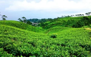 Kemuning Tea Plantation