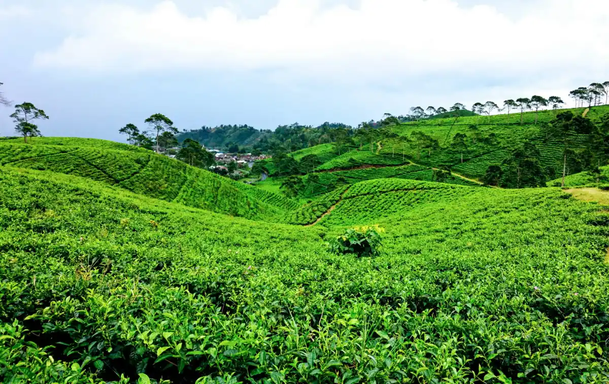 Kemuning Tea Plantation
