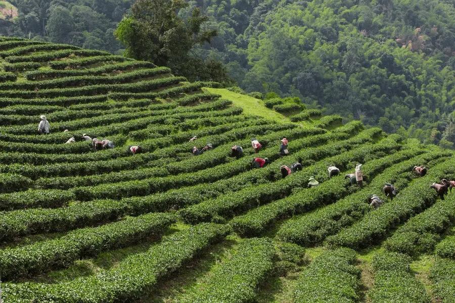 Kemuning Tea Plantation