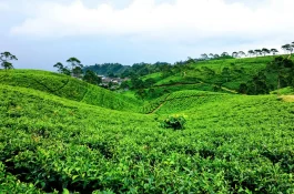 Kemuning Tea Plantation